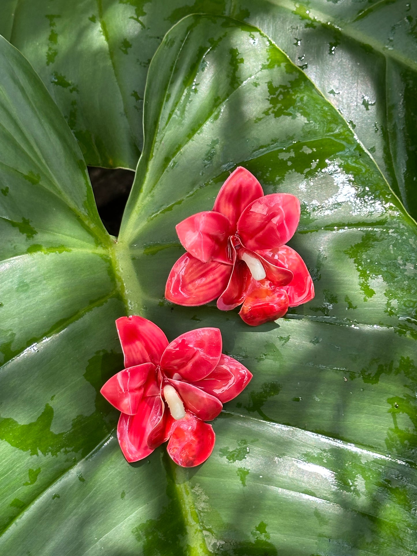 Flor Armenia
